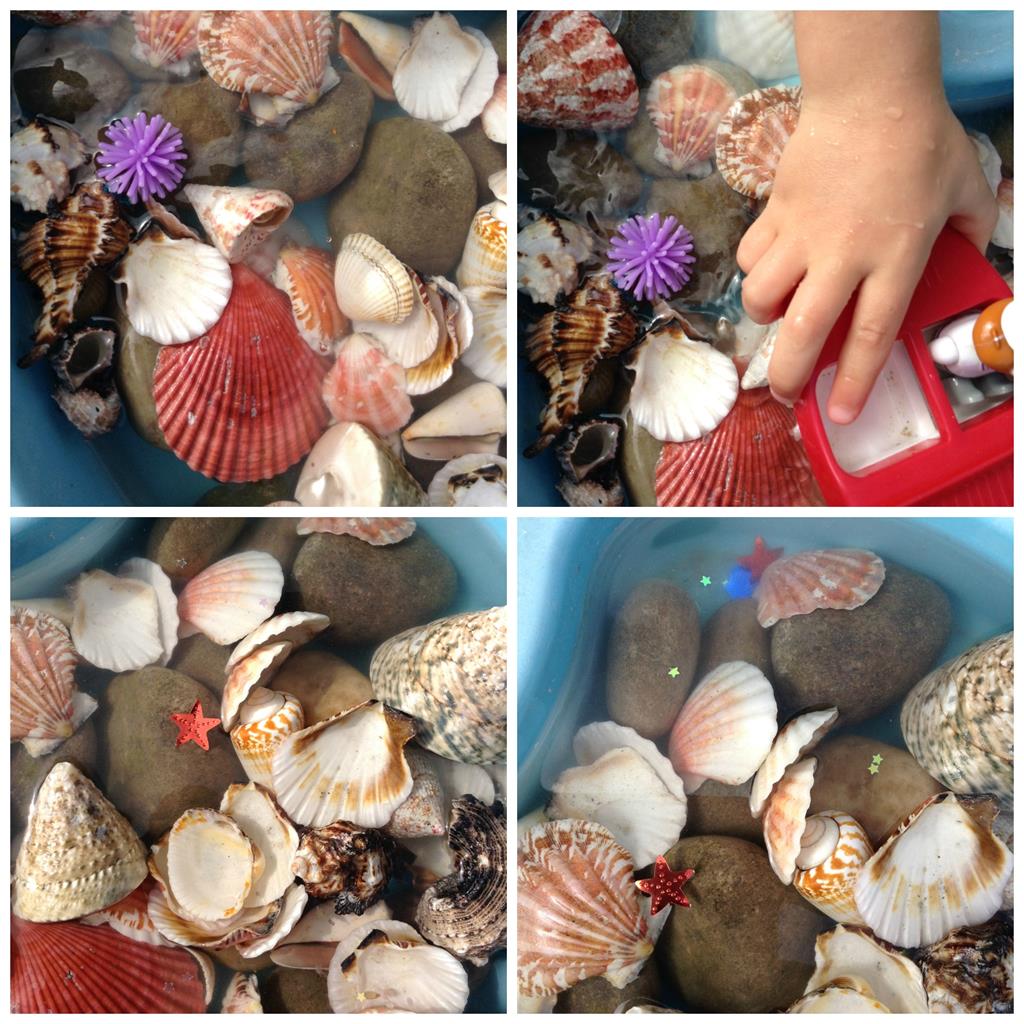 shells urchins stars