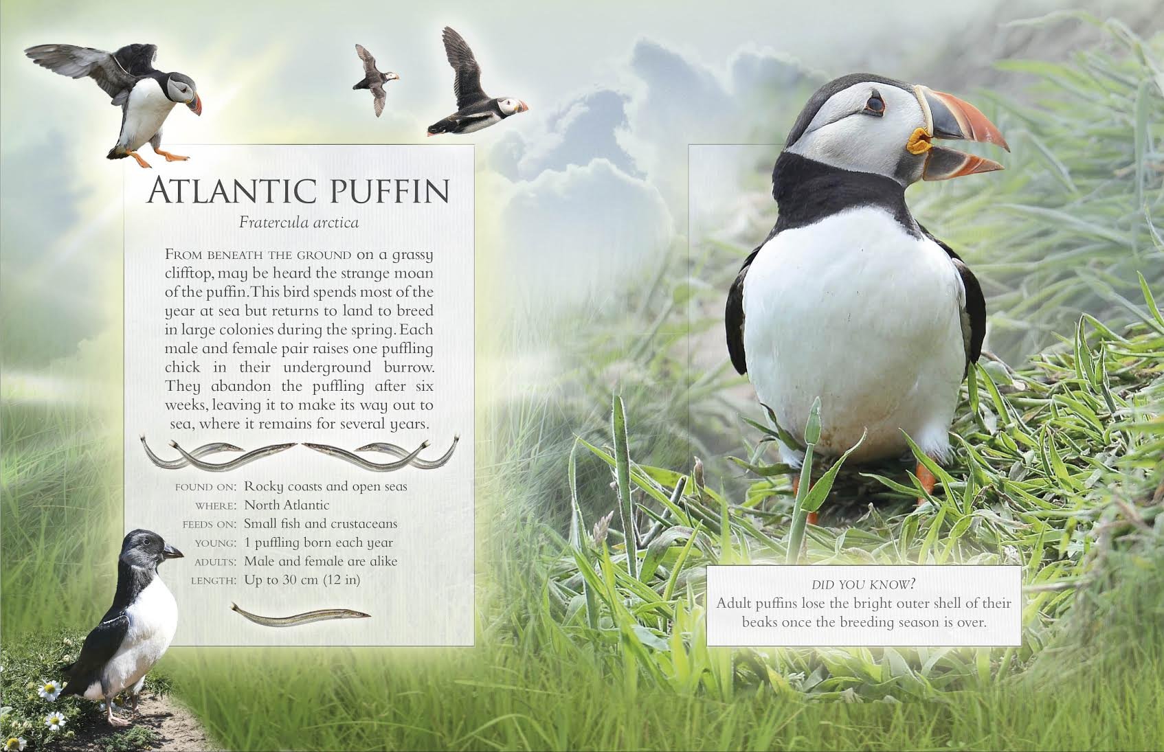 sea puffin