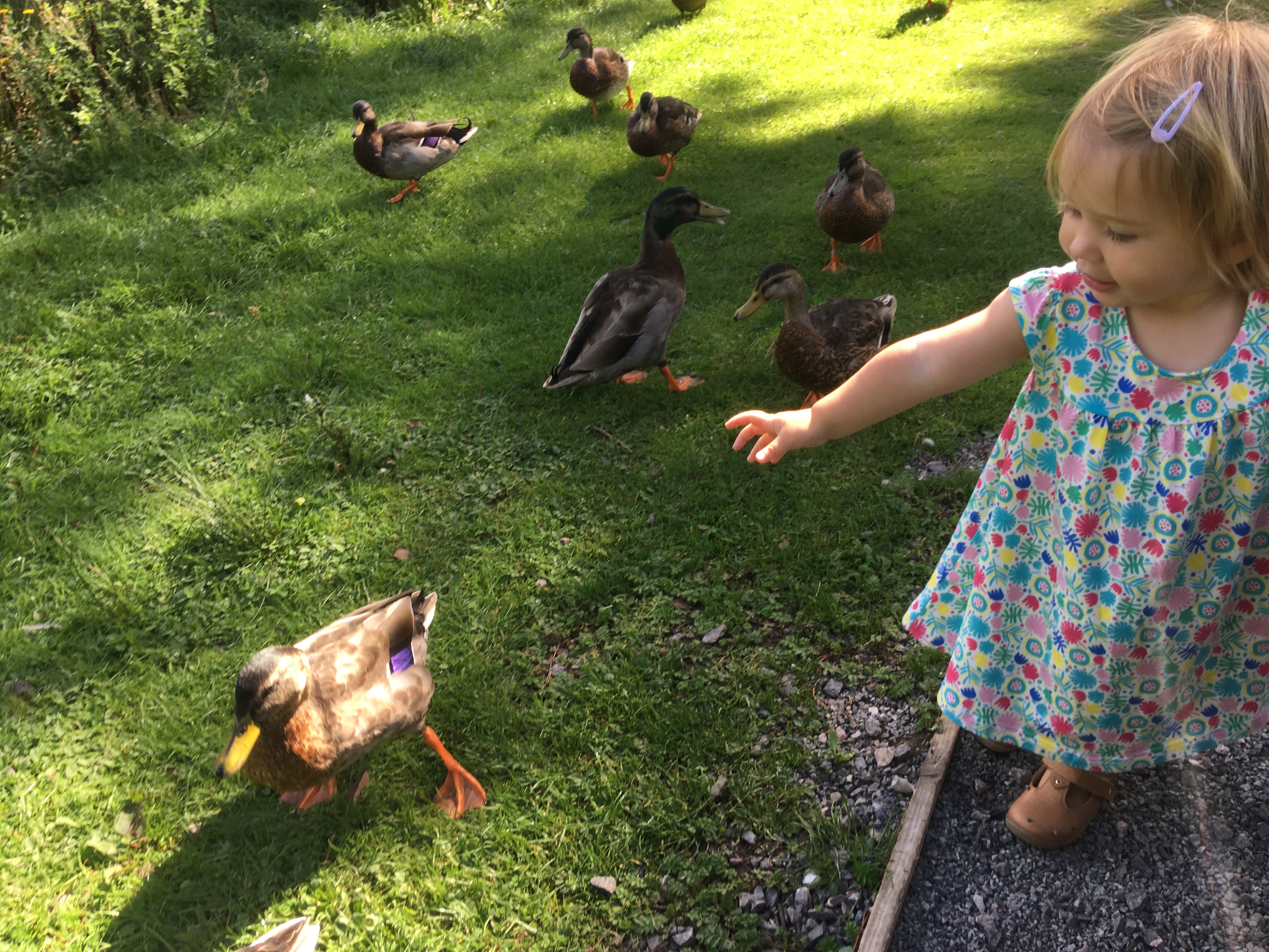 Meeting the Ducks