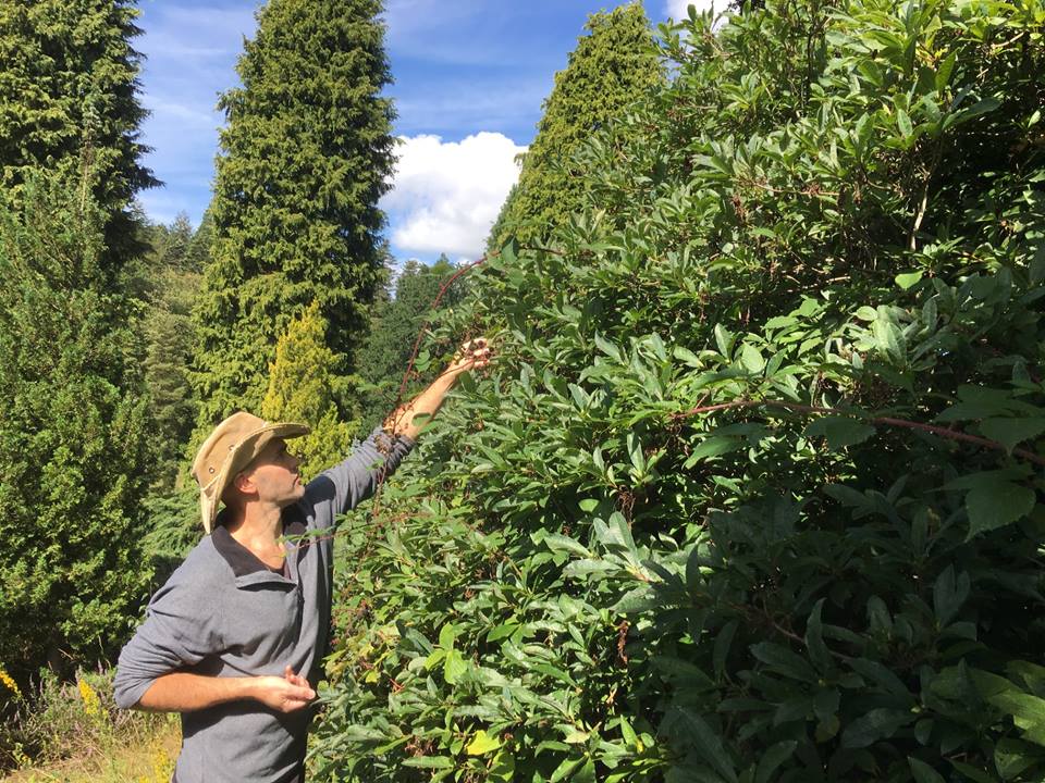 Blackberry Foraging