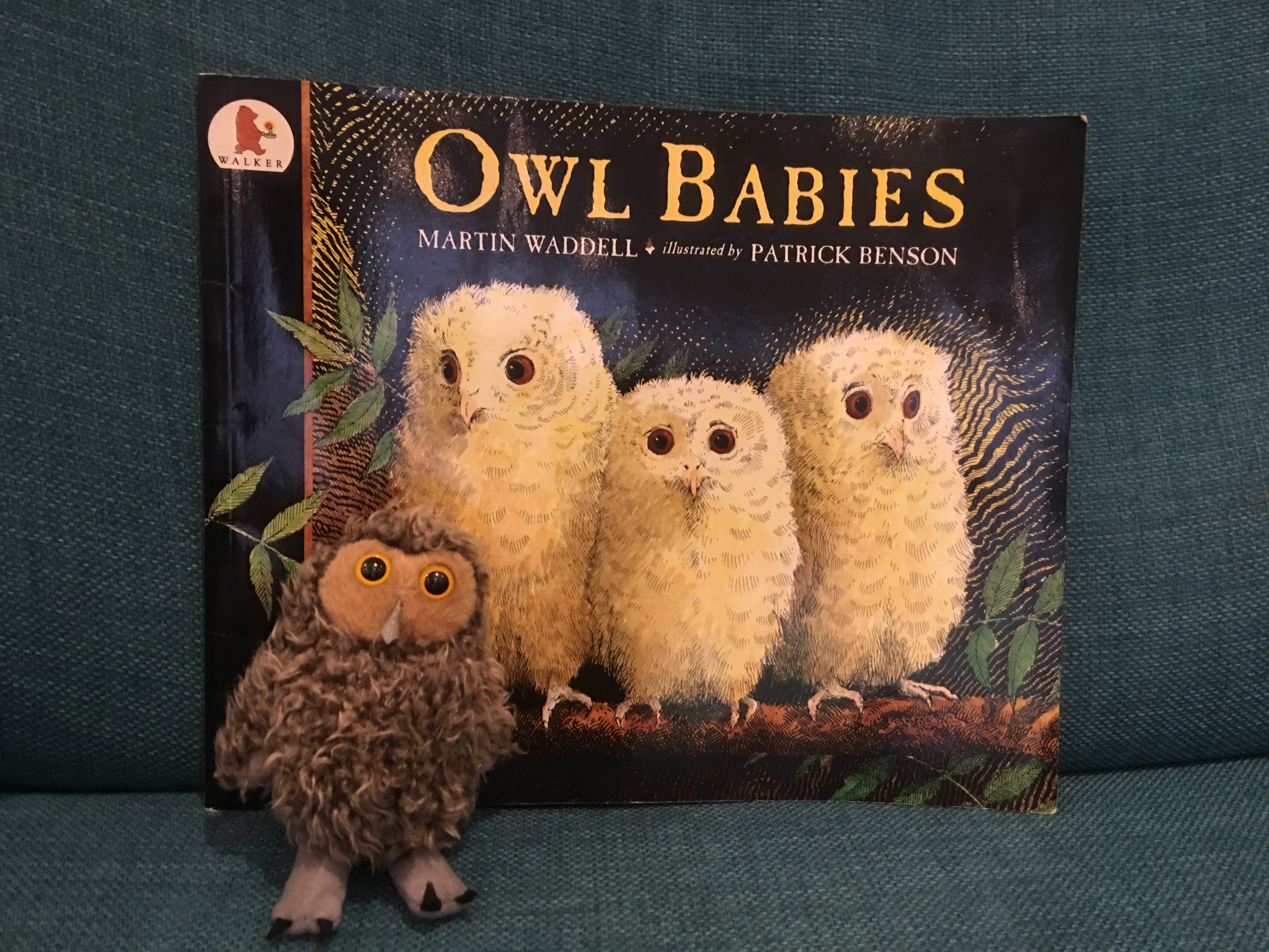 owl babies