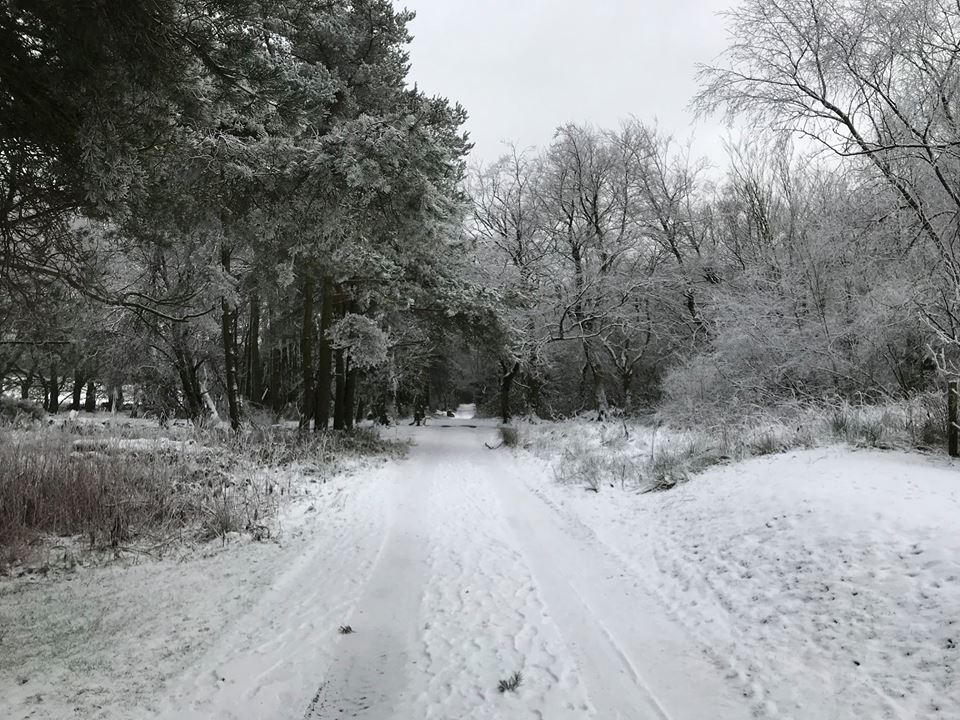 011 winter woodland